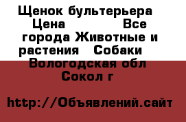 Щенок бультерьера › Цена ­ 35 000 - Все города Животные и растения » Собаки   . Вологодская обл.,Сокол г.